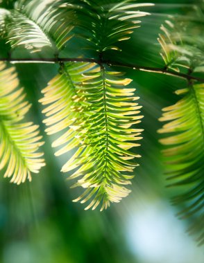 güneş ışığı altında çam dalları