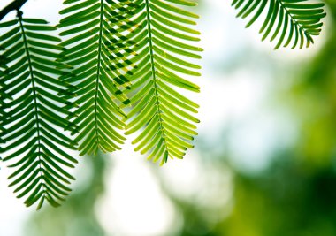 ormandaki çam dalları