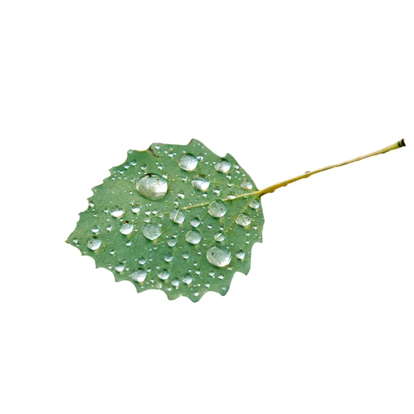 Gotas de chuva na folha verde no fundo branco — Fotografia de Stock