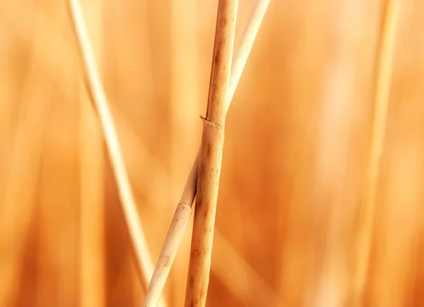 日光のリード茎 — ストック写真