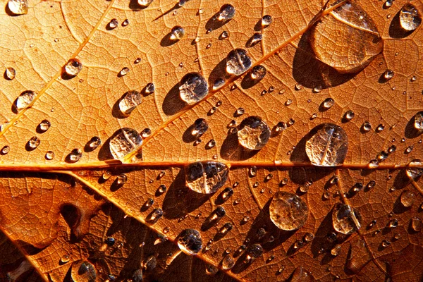 Gocce di pioggia sulla superficie della foglia autunnale — Foto Stock