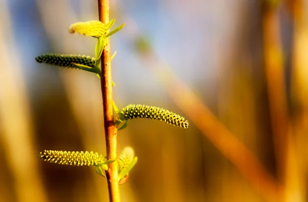 Os catkins em um ramo na luz solar — Fotografia de Stock