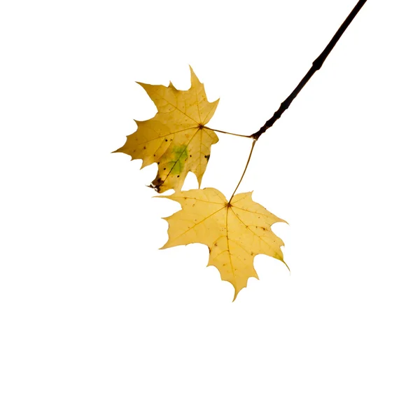 Two autumn leaves on white background — Stock Photo, Image