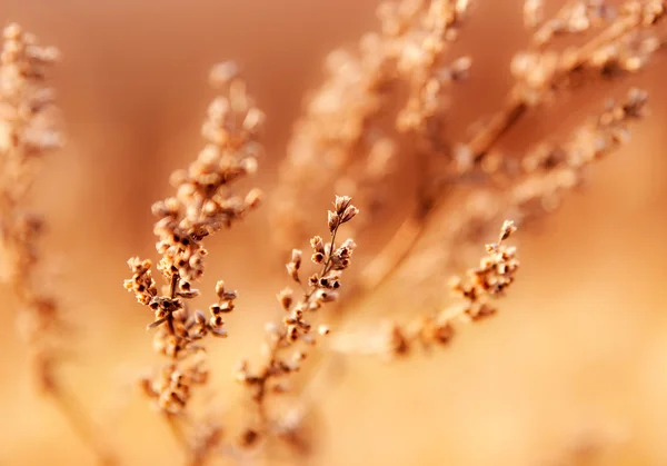 Herbe de mauvaises herbes en foyer mou — Photo