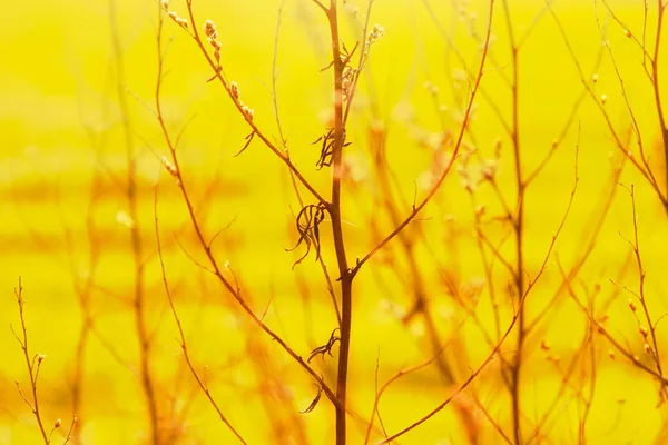 日光で乾燥の雑草 — ストック写真