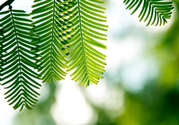 Fir branches in the forest Stock Picture