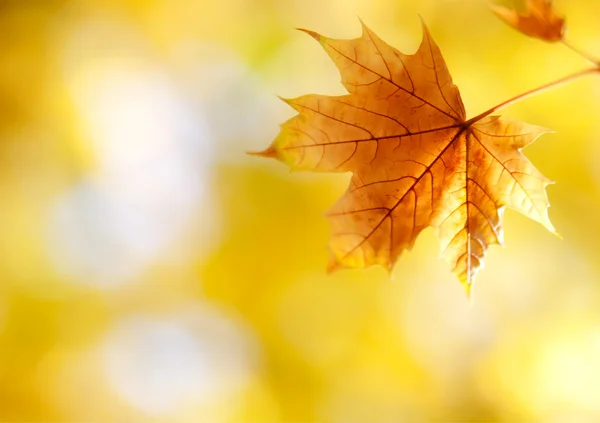 Hoja de arce de otoño marchita a la luz del sol —  Fotos de Stock