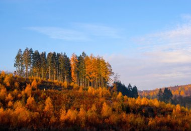 Sonbahar ormanı gökyüzüne karşı