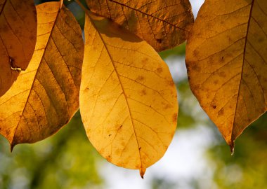 bir ağacın güneş ışığı altında sonbahar yaprakları