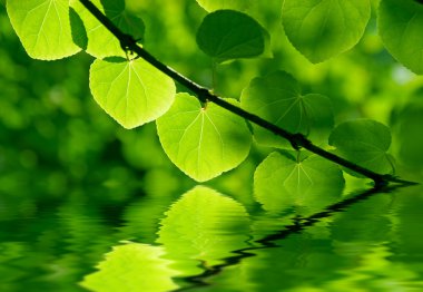 ormanda su güneş ışığı altında yeşil yaprakları