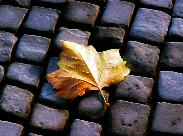 Jesień liść na chodniku — Zdjęcie stockowe