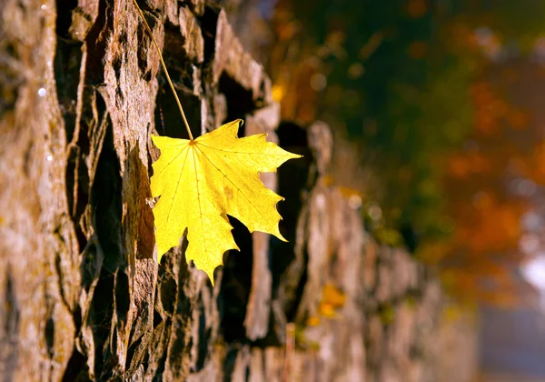 Hoja de otoño en la pared de piedra — Foto de Stock