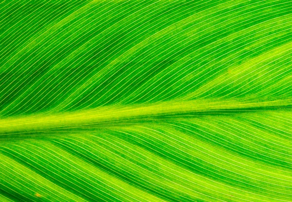 Background surface of green leaf — Stock Photo, Image