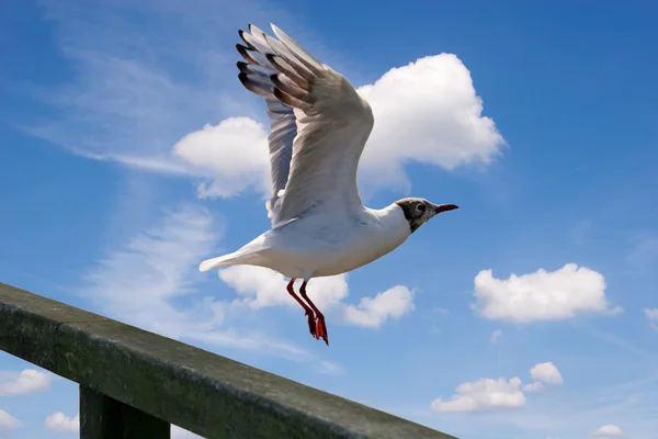 Flying seagull against thesky — Stock Photo, Image