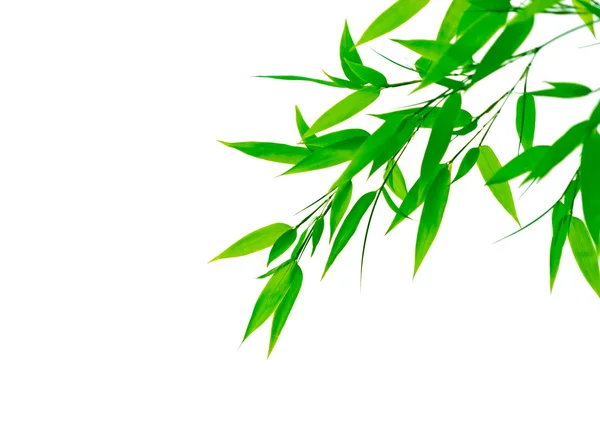 Green bamboo leaves on white background — Stock Photo, Image