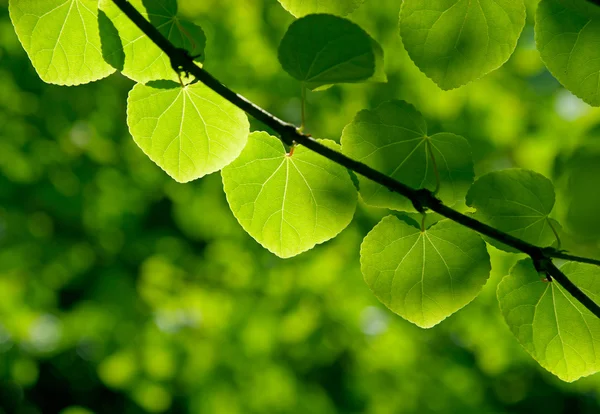 Gröna blad i en skog i solljus — Stockfoto