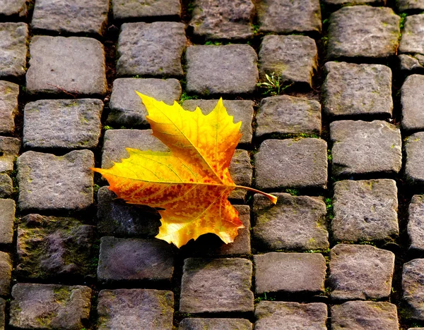 Осенний лист на тротуаре — стоковое фото