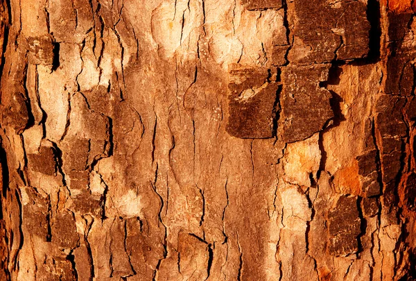 La corteccia dell'albero al sole — Foto Stock