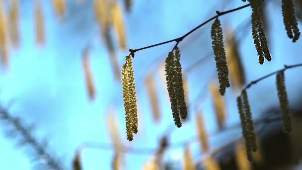 Catkins in the forest — Stock Video