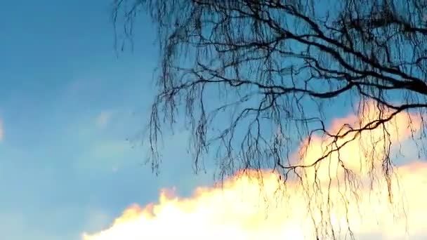 Větve stromu se odráží ve vodě — Stock video