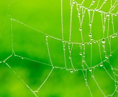 dewdrops örümcek ağı Tarih