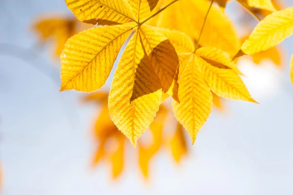 Kastanienblätter im Herbst bei Sonnenschein — Stockfoto