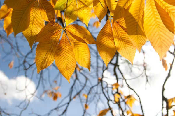 Feuilles de châtaignier d'automne contre le ciel — Photo