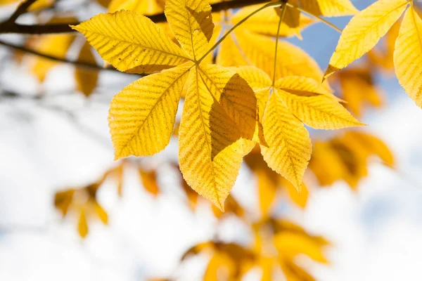 Το φθινόπωρο τα φύλλα της καστανιάς στο φως του ήλιου — Φωτογραφία Αρχείου