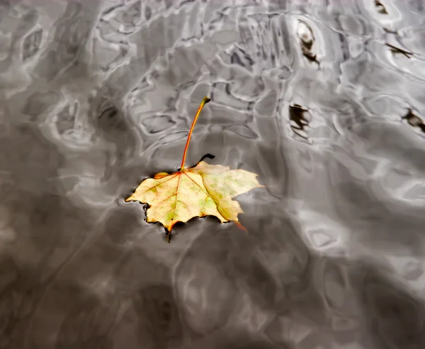 Hoja de arce de otoño en el agua —  Fotos de Stock