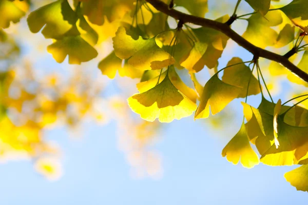 Autumn leaves of ginkgo against sky — Stock Photo, Image