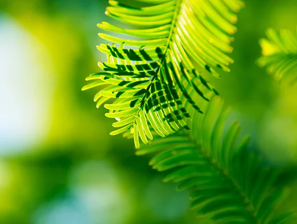 Tannenzweige im Wald — Stockfoto