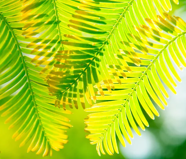 Fir vestigingen in het zonlicht — Stockfoto