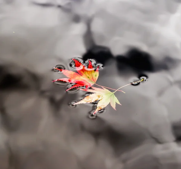 Les feuilles d'érable d'automne sur l'eau — Photo