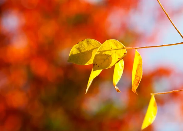 Feuilles d'automne jaunes dans une forêt — Photo