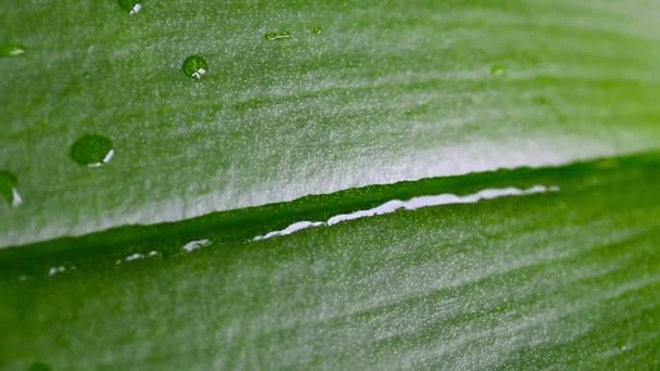 Waterstraal op groene blad oppervlak — Stockvideo