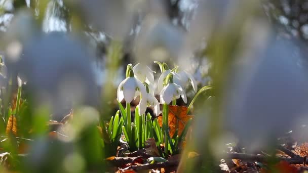 포리스트의 첫 번째 봄 snowdrops — 비디오