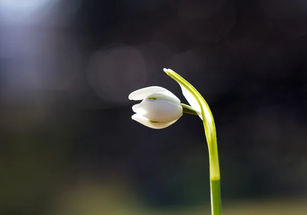 Snowdrop kwiat w słońcu — Zdjęcie stockowe