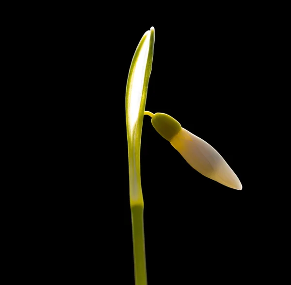 Snowdrop flower in the sunshine on black background — Stock Photo, Image