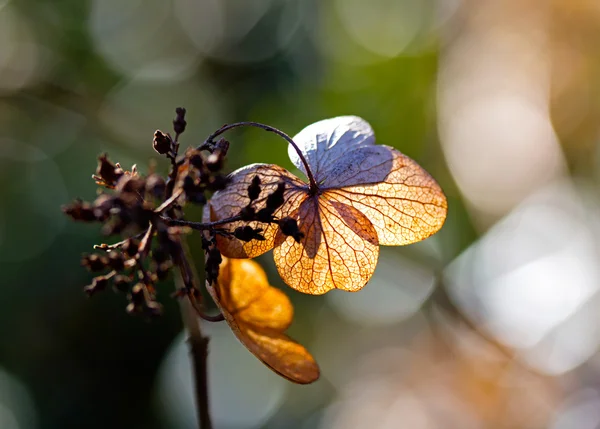Droge bladeren-bloemblaadjes in de zon — Stockfoto