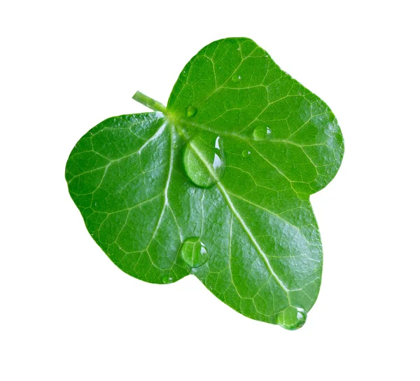 Свежий зеленый лист с каплей дождя на белом фоне — стоковое фото