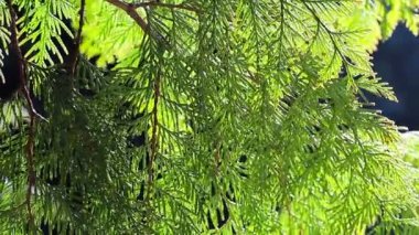 bir ormandaki yeşil ardıç şubeleri