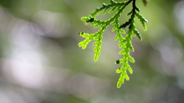 Branche de genévrier dans la forêt — Video