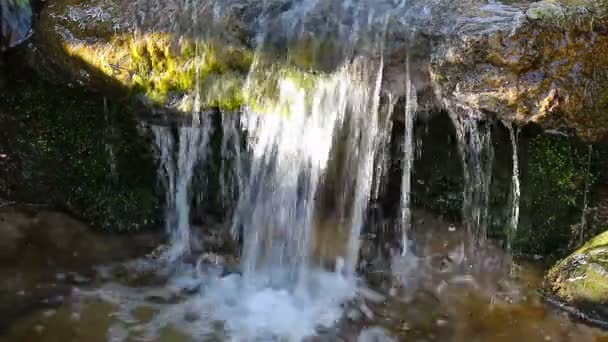 Pequena cachoeira em um riacho florestal — Vídeo de Stock
