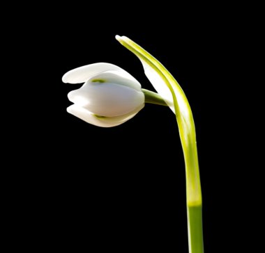 kardelen çiçek siyah arka plan üzerine güneş ışığı altında