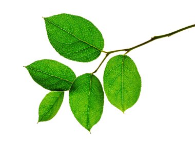 beyaz zemin üzerine yeşil yaprakları ile şube