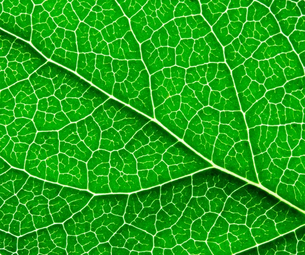 Oberfläche des grünen Blattes — Stockfoto