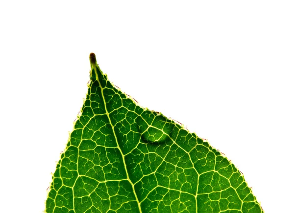 Green leaf with drops of dew on a white background — Stock Photo, Image