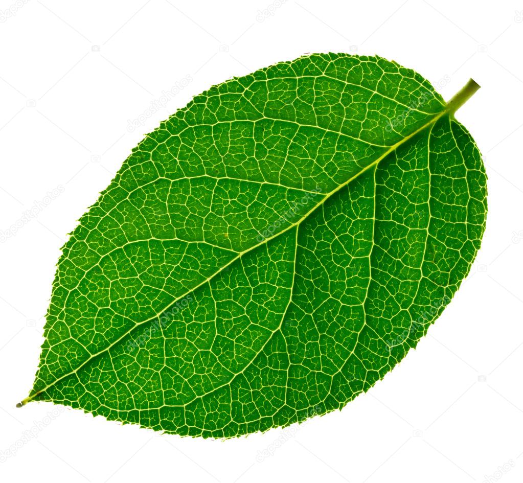 Green leaf on a white background Stock Photo by ©wlad74 22755909