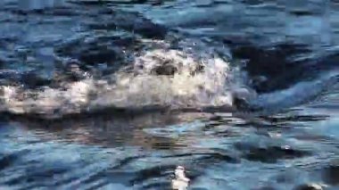 Nehir güneşin altında dere