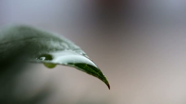 Σταγόνες βροχής σε πράσινο φύλλο — Αρχείο Βίντεο